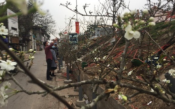 Hết tết, hoa lê vào mùa