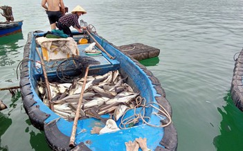 Nóng trên mạng xã hội: Hết cá sông đến cá biển chết bất thường hàng loạt