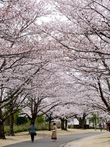 Có một Tokyo thảnh thơi giữa mùa hoa anh đào