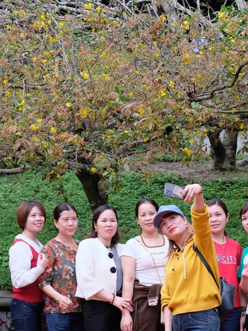 Tháng 3 lên Yên Tử ngắm mây cùng mai vàng trăm tuổi