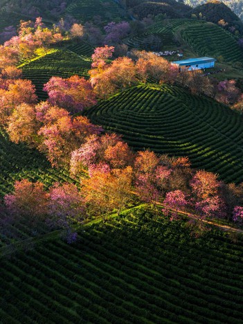 Vì sao 'rừng' mai anh đào trên đồi chè đẹp nhất miền Bắc bị bứng đi?
