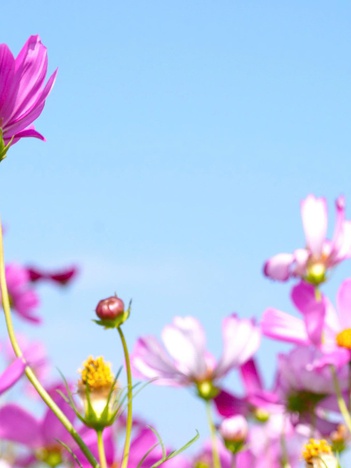 Đảo hoa sao nhái ở Cà Mau thu hút khách ngày Tết Bính Ngọ