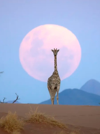 Ngắm những bức ảnh đẹp đến mức như do trí tuệ nhân tạo tạo ra