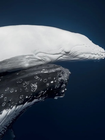 Ngắm cá voi bạch tạng cực hiếm trong giải thưởng ảnh thiên nhiên thế giới