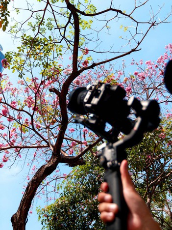 Hoa kèn hồng nở rộ giữa trung tâm TP.HCM, nhuộm hồng đường Hàm Nghi