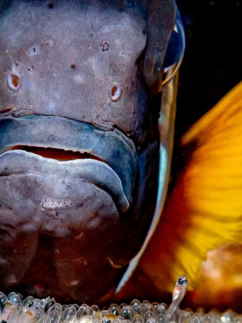 Những bức ảnh đẹp và lạ mắt của giải thưởng Nhiếp ảnh dưới nước thế giới