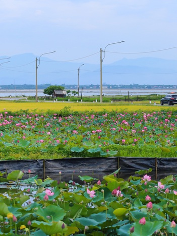 Hồ sen trước một ngôi làng ven biển ở Huế đẹp như tranh