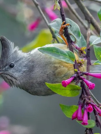 Ngắm những bức ảnh động vật hoang dã gây cười trong giải thưởng quốc tế