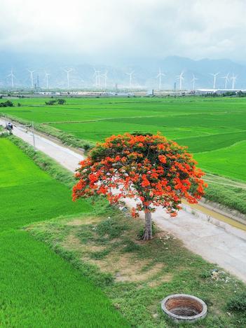 Vẻ đẹp cây phượng cô đơn rực đỏ giữa đồng lúa Khánh Hòa
