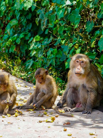 Khám phá 'đảo khỉ' giữa cánh rừng ngập mặn Cù Lao Dung