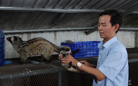 Bí quyết nuôi chồn hương thu tiền tỉ của nông dân miền Tây Bí quyết nuôi chồn hương thu tiền tỉ của nông dân miền Tây