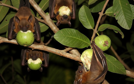 Virus Nipah: Lây lan nhanh, ủ bệnh kéo dài, phòng bệnh nhưng không nên hoang mang