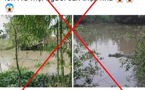 Cá sấu 'khủng' xuất hiện ở kênh xáng Nàng Mau là thông tin sai sự thật