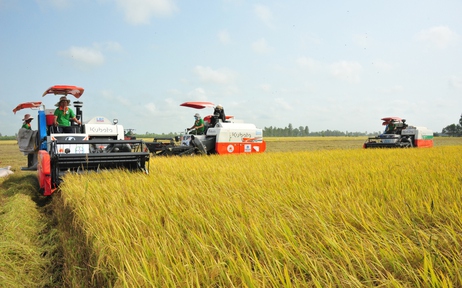 Gạo Việt từ ngon nhất đến 'xanh' nhất thế giới