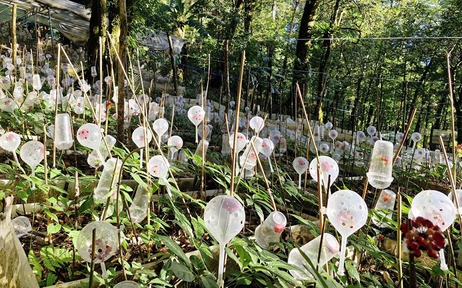 Tỉ phú sâm Ngọc Linh méo mặt vì… 'chuột quý tộc'