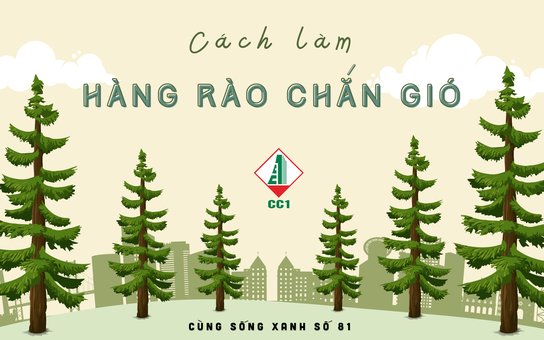 Cùng sống xanh số 81: Trồng rau xứ lạnh giữa vùng gió Lào nắng lửa nhờ hàng rào chắn gió