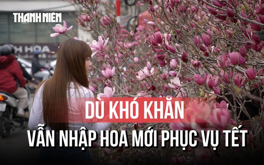  Cận cảnh hoa mộc lan gây 'sốt' chợ hoa Hà Nội