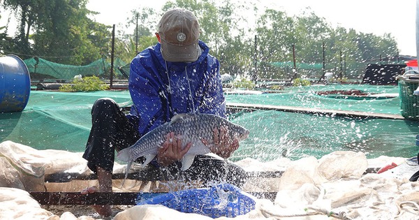 幼兒園老師轉業養魚，年收入上億盾