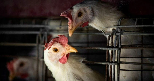 鳥インフルエンザが蔓延し、日本では死んだニワトリを埋める場所が不足している