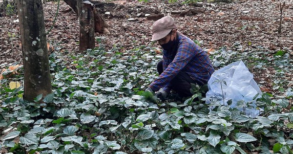 Lang thang khắp nơi tìm… rau dại, nuôi cả gia đình