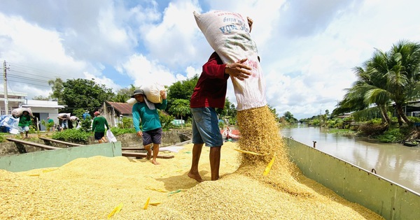 Gạo Việt lo mất thị phần vì Philippines sửa luật