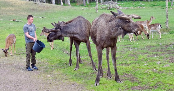 Hòa mình vào thiên nhiên tại các vườn thú của Thụy Điển