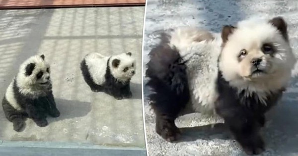 Vườn thú ở Trung Quốc nhuộm chó thành gấu trúc