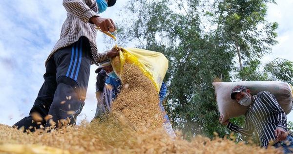 Vụ doanh nghiệp gạo bỏ thầu giá thấp: Quyền lợi của nông dân, ngành hàng là tối thượng