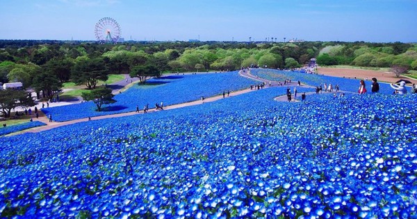 Feast your eyes on colorful flower gardens in Japan