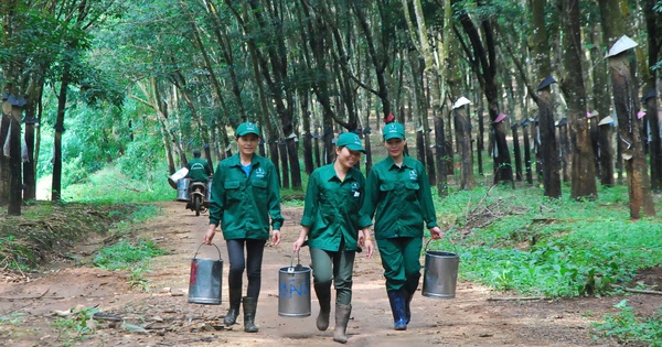 Cao su Kon Tum phát triển bền vững sau 40 năm vượt khó