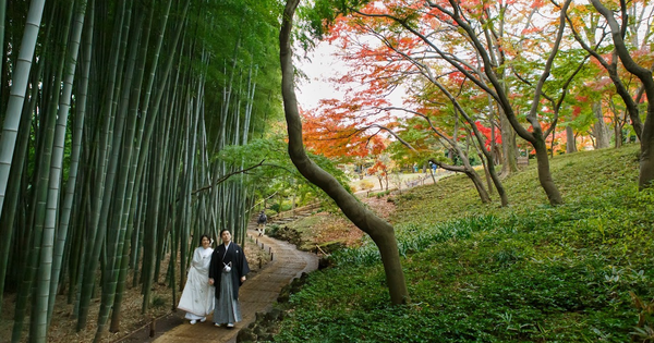 Walk among the peaceful bamboo forest in Japan