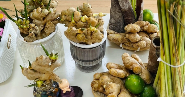 Không còn là gia vị, củ gừng lên đời thành bonsai siêu sang chảnh