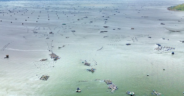 Thủ phủ tôm hùm Sông Cầu tan tác sau bão: Lồng bè cuốn trôi, ngư dân chết lặng