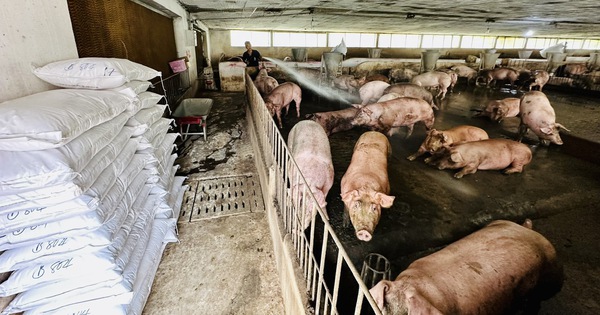 Giá heo hơi hôm nay 11.11.2025: Giảm sâu, người chăn nuôi lỗ nặng