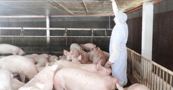 Tây Ninh: Xuất hiện 7 ổ dịch tả heo, đã tiêu hủy gần 1.500 con heo bệnh