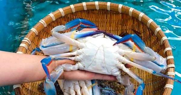 Ghẹ Việt thoát hiểm phút cuối, tiếp tục xuất sang Mỹ