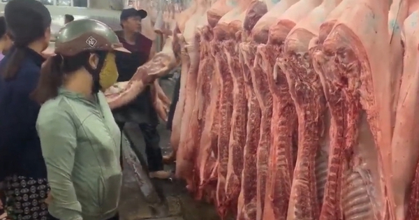 Giá heo hơi hôm nay 12.11.2025: Càng ngày càng thấp