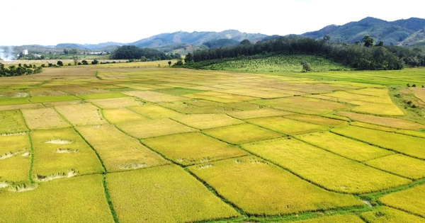 Cánh đồng lúa đẹp như tranh vẽ tại Đồng Nai