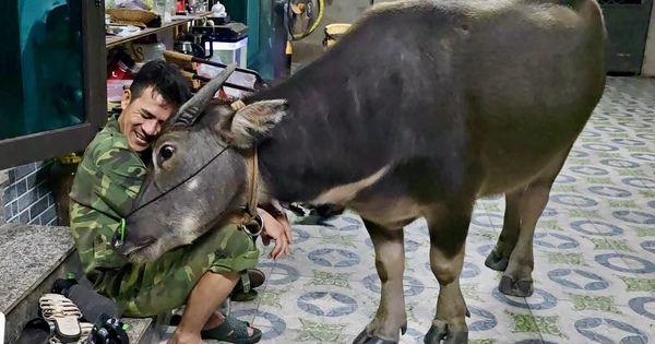 Chuyện về Mập - chú trâu mồ côi lớn nhanh như thổi nhưng vẫn thích làm nũng