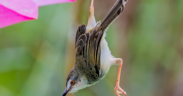 Ngắm chim chích bông 'trượt chân' khi làm tổ: Khoảnh khắc thú vị giữa TP.HCM