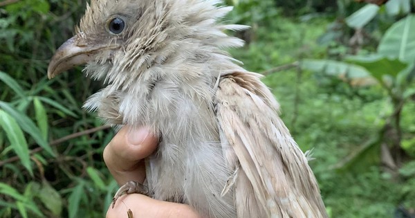 Hiếm gặp: Bìm bịp bạch tạng xuất hiện trong tự nhiên ở Ninh Bình gây bất ngờ