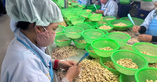 'Bi kịch' của ngành điều