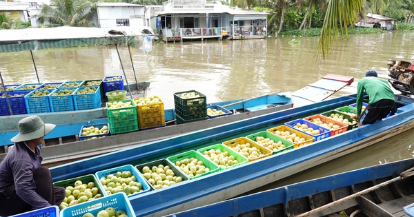 Nông dân miền Tây làm giàu nhờ trồng ổi ruột hồng