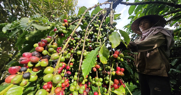 Báo động giá cà phê
