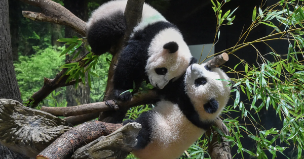 Nhật Bản sắp hồi hương hai gấu trúc cuối cùng về Trung Quốc