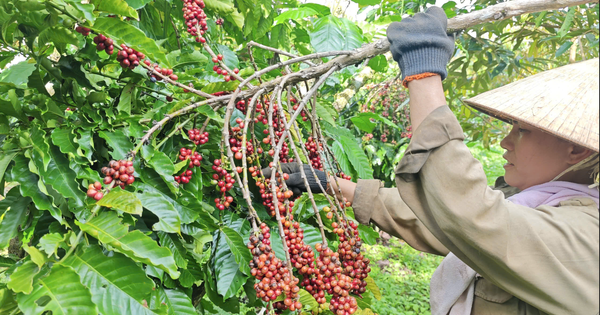 Giá cà phê tiếp tục lao dốc vì lo EUDR tiếp tục hoãn