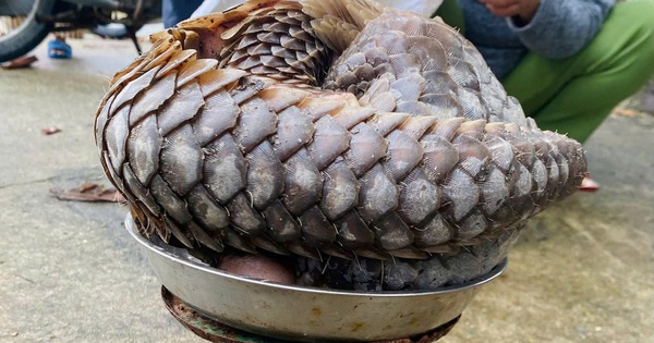 Đà Nẵng: Cá thể tê tê quý hiếm lạc vào nhà dân ở đảo Cù Lao Chàm