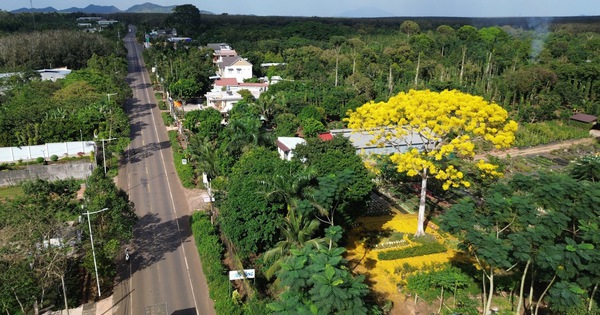 Cây phượng vàng bung nở rực rỡ, nhuộm vàng một góc trời TP.HCM