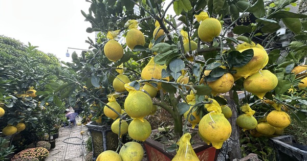 Hoa kiểng đổ về TP.HCM đón tết sớm