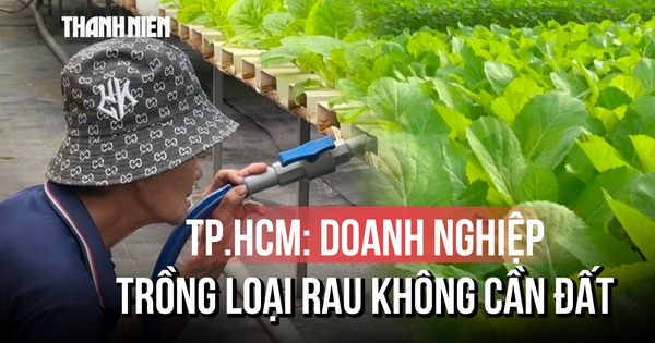 TP.HCM: đất trồng hạn hẹp, rau thủy canh 'lên ngôi'